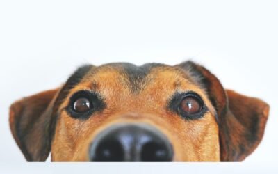 Unleashing Peace of Mind: The Reliable Care of Rover.com Pet Sitters